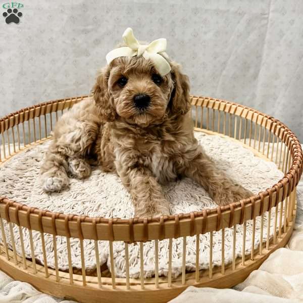 Summer, Cavapoo Puppy