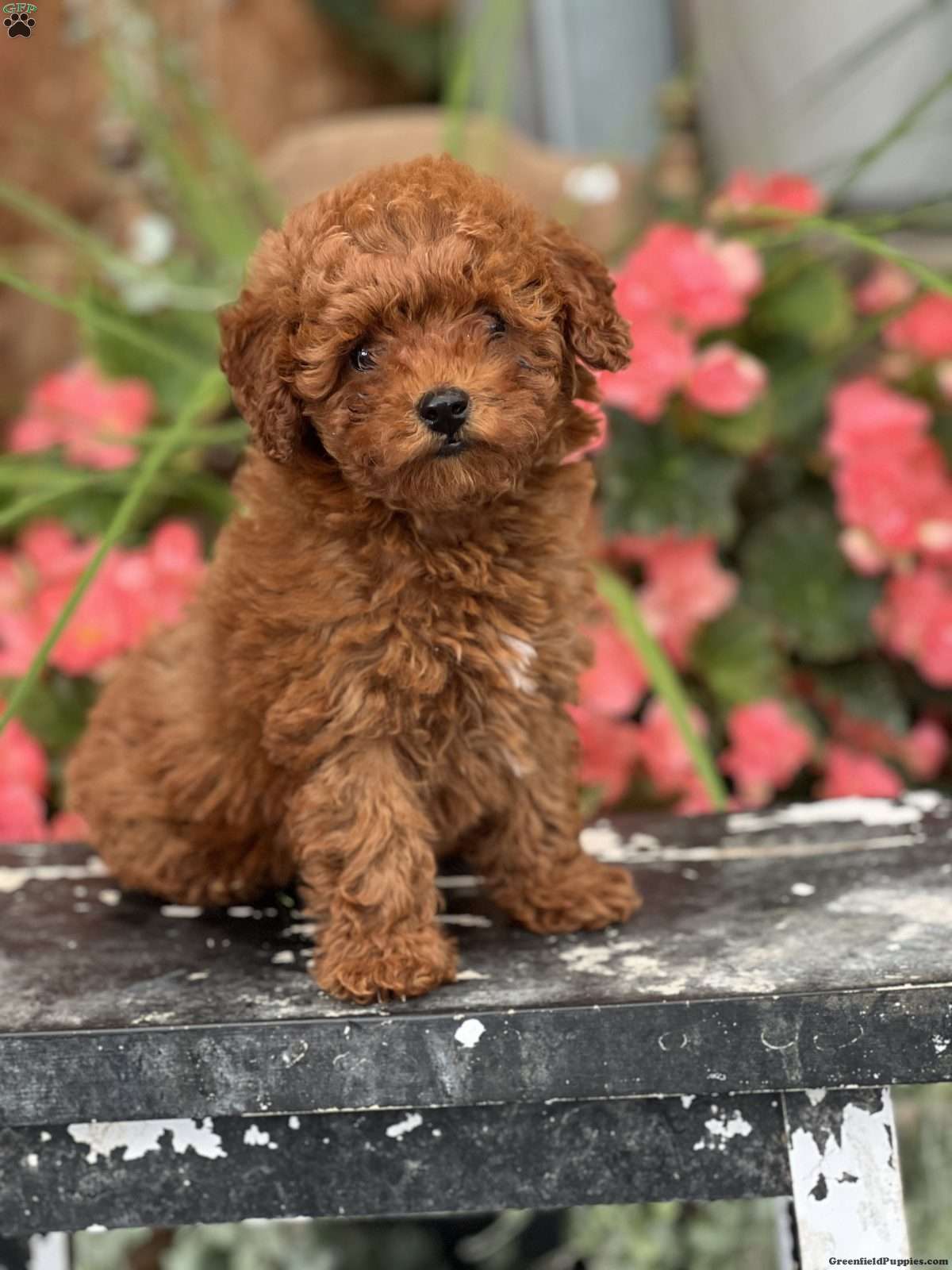 Tiny