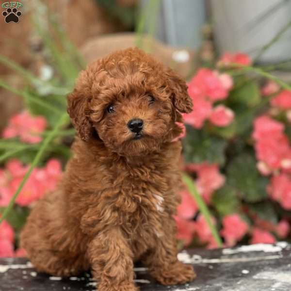 Tiny, Mini Goldendoodle Puppy