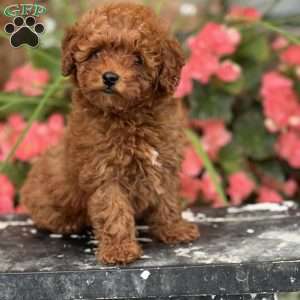 Tiny, Mini Goldendoodle Puppy