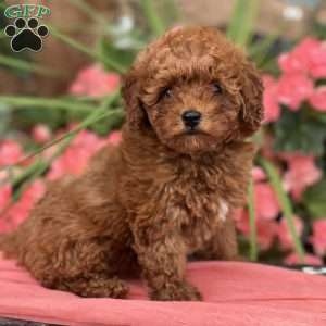 Tiny, Mini Goldendoodle Puppy