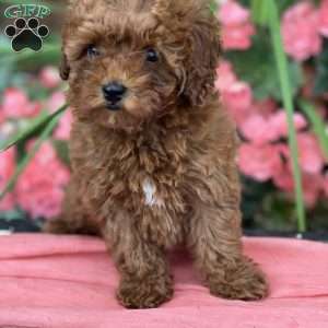 Tiny, Mini Goldendoodle Puppy