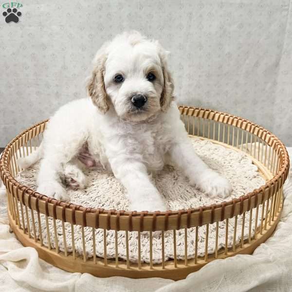 Santo, Cavapoo Puppy