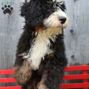 Rover, Bernedoodle Puppy