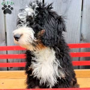 Rover, Bernedoodle Puppy