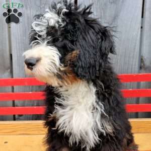 Rover, Bernedoodle Puppy