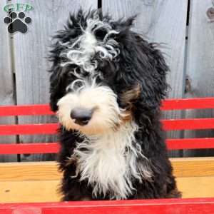 Rover, Bernedoodle Puppy