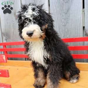 Rover, Bernedoodle Puppy
