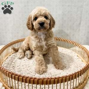 Sammi, Cavapoo Puppy