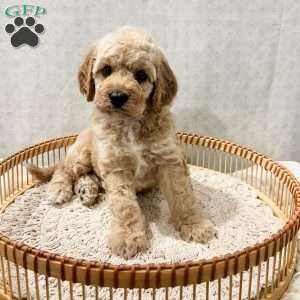 Sammi, Cavapoo Puppy