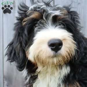 Ron, Bernedoodle Puppy