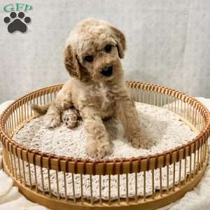 Sammi, Cavapoo Puppy
