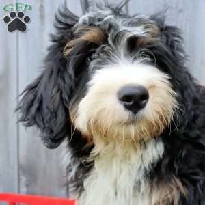 Ron, Bernedoodle Puppy