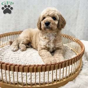 Sammi, Cavapoo Puppy