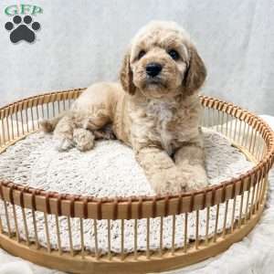 Sammi, Cavapoo Puppy