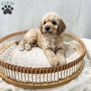 Sammi, Cavapoo Puppy