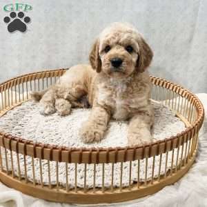 Sammi, Cavapoo Puppy