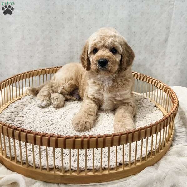 Sammi, Cavapoo Puppy