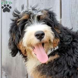 Ron, Bernedoodle Puppy