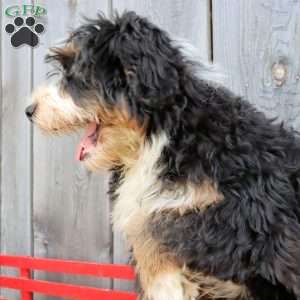 Ron, Bernedoodle Puppy