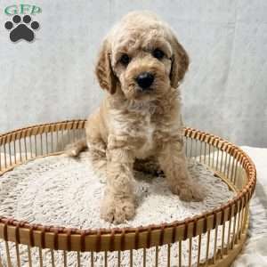 Sammi, Cavapoo Puppy