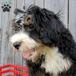 Ron, Bernedoodle Puppy
