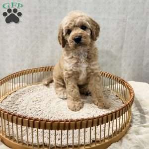 Sammi, Cavapoo Puppy