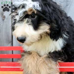 Rex, Bernedoodle Puppy