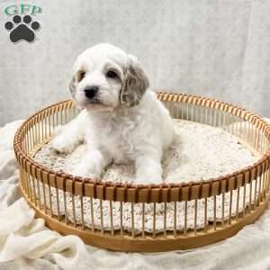 Slade, Cavapoo Puppy