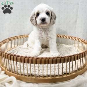 Slade, Cavapoo Puppy