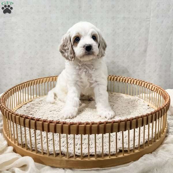 Slade, Cavapoo Puppy