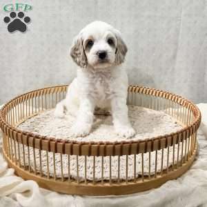 Slade, Cavapoo Puppy