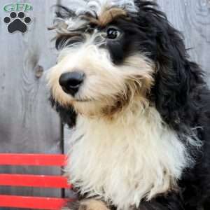 Rex, Bernedoodle Puppy