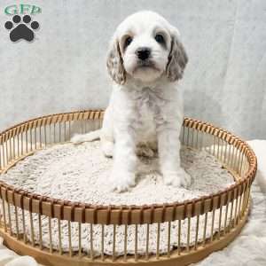Slade, Cavapoo Puppy