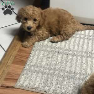 Nestle, Miniature Poodle Puppy