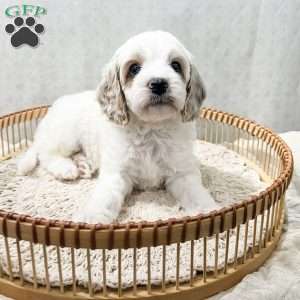 Slade, Cavapoo Puppy
