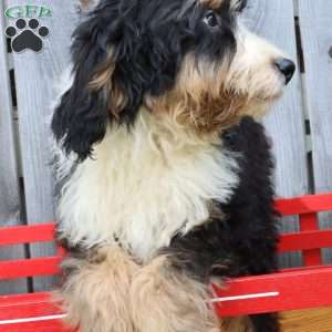 Rex, Bernedoodle Puppy