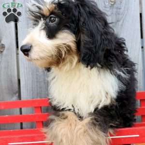 Rex, Bernedoodle Puppy