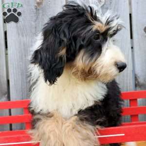 Rex, Bernedoodle Puppy