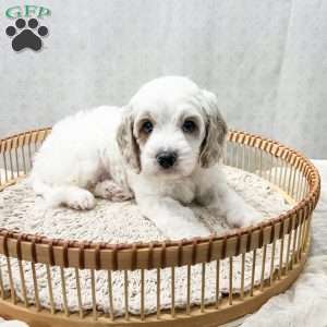Slade, Cavapoo Puppy