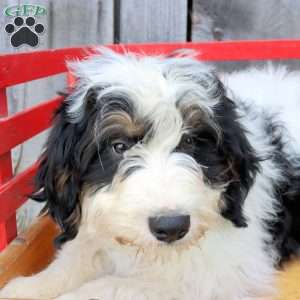 Reese, Bernedoodle Puppy