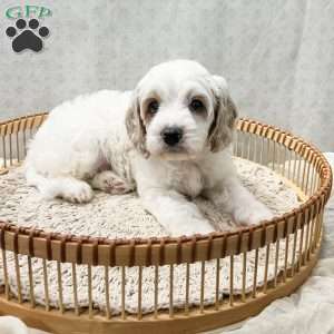 Slade, Cavapoo Puppy