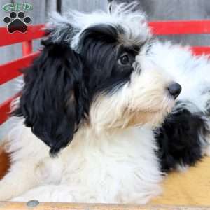 Reese, Bernedoodle Puppy