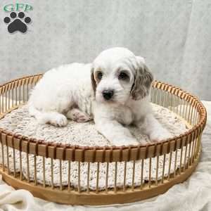 Slade, Cavapoo Puppy