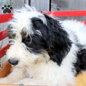 Reese, Bernedoodle Puppy