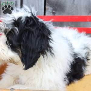 Reese, Bernedoodle Puppy