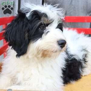 Reese, Bernedoodle Puppy