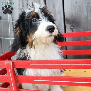 Robyn, Bernedoodle Puppy