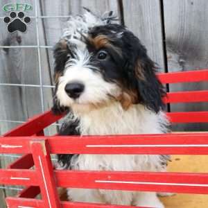 Robyn, Bernedoodle Puppy