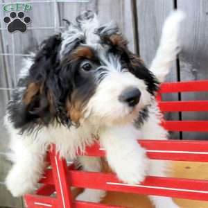 Robyn, Bernedoodle Puppy